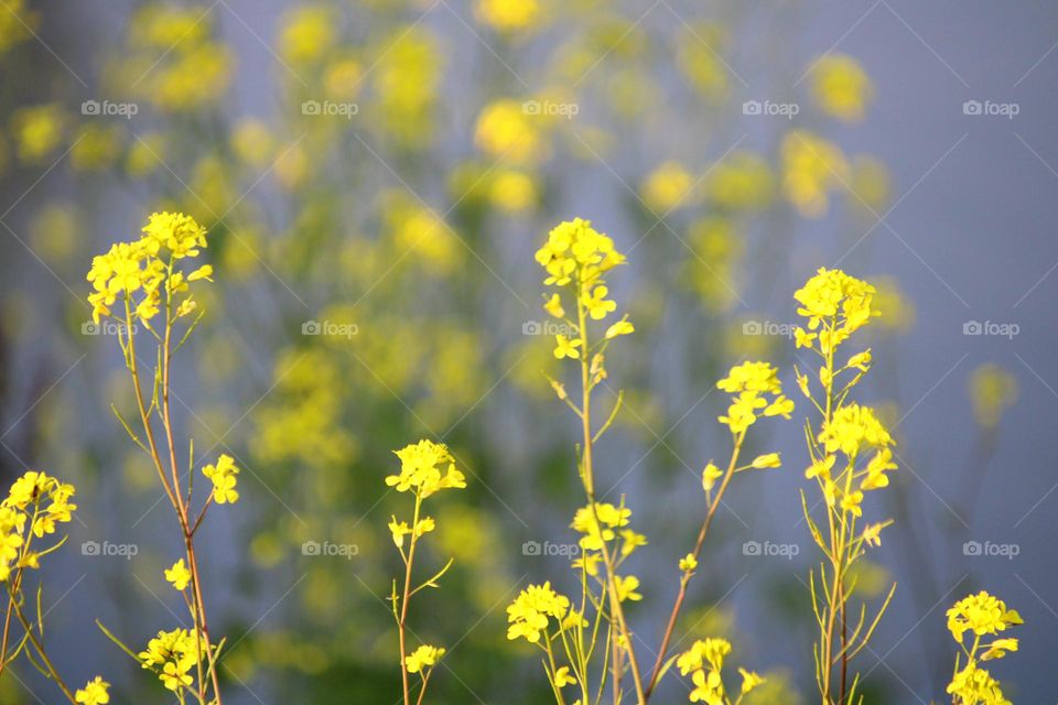 Yellow flowers 