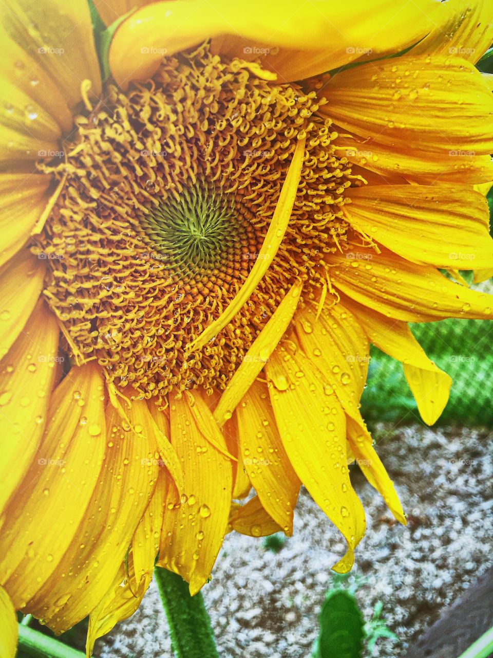 Sunny day. Sunflower in my garden