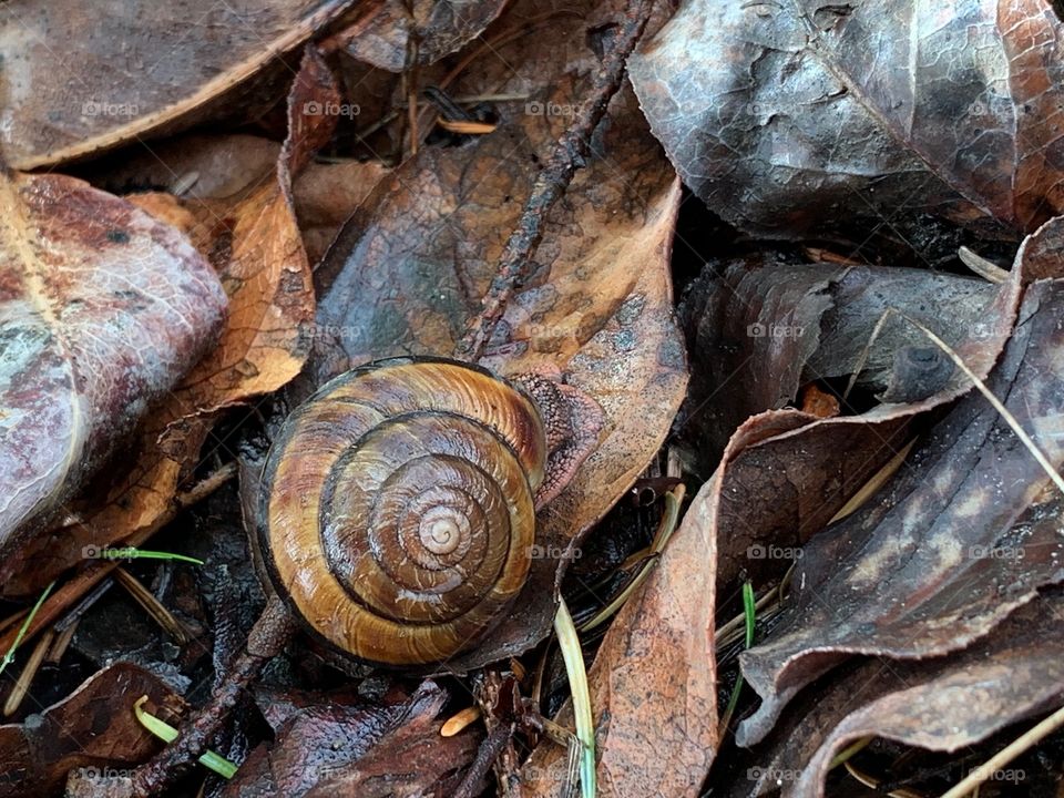 Pacific Sideband snail