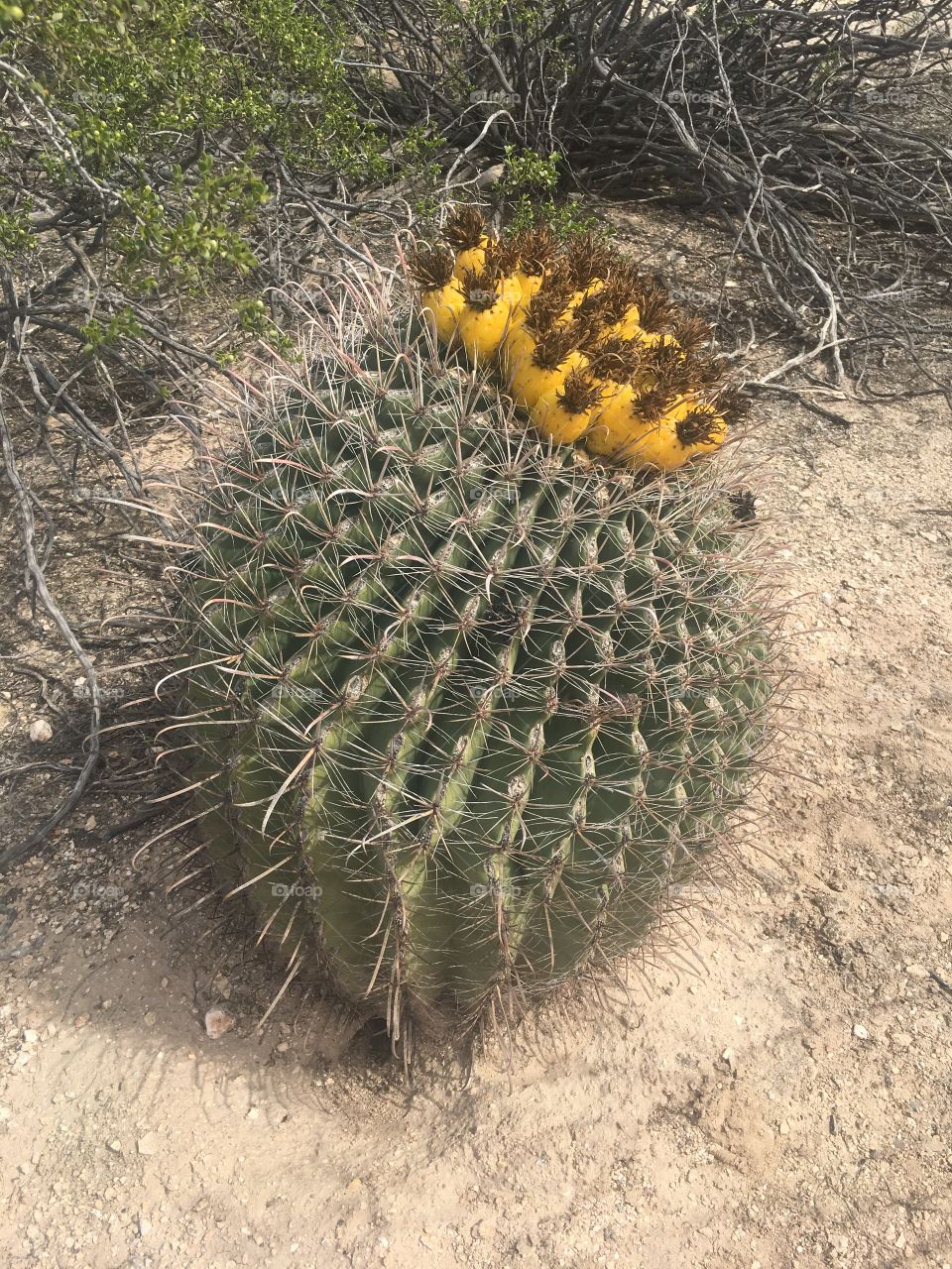 Cactus in bloom in Tucson, Arizona's Sabino Canyon.