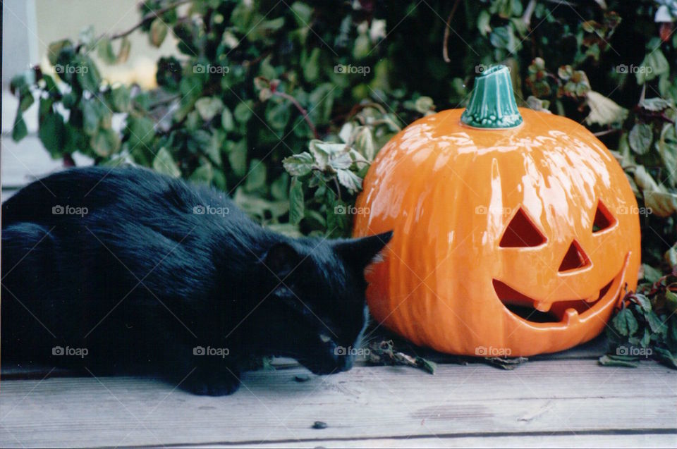 Cat with pumpkin