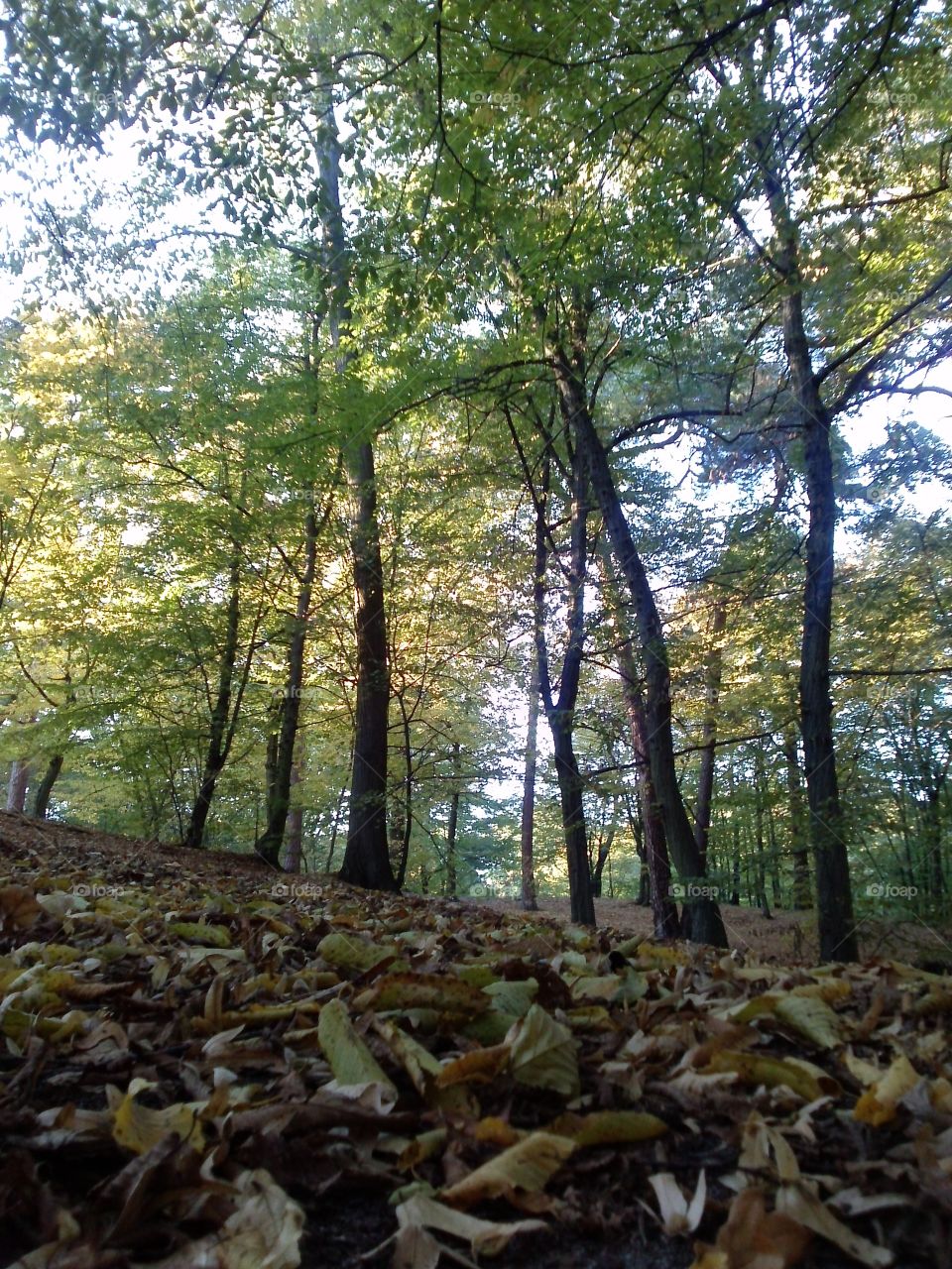 autumn forest