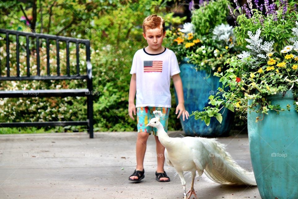 A boy and his Peacock