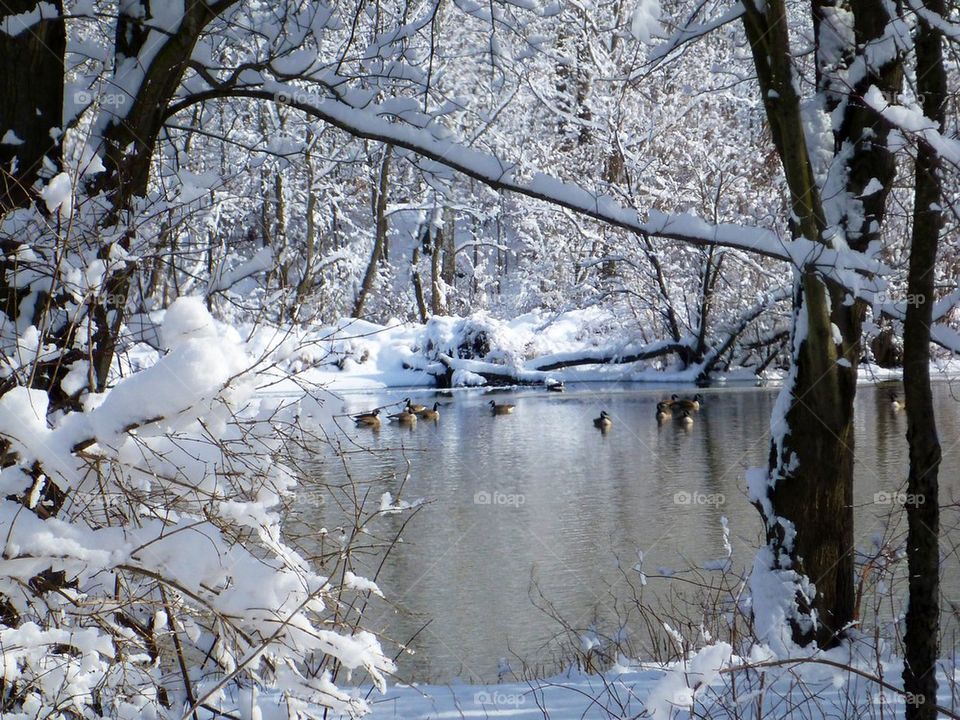 Geese winter wonderland