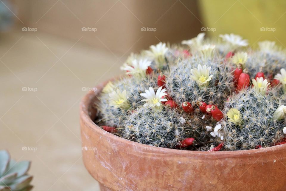 Potted cactus 