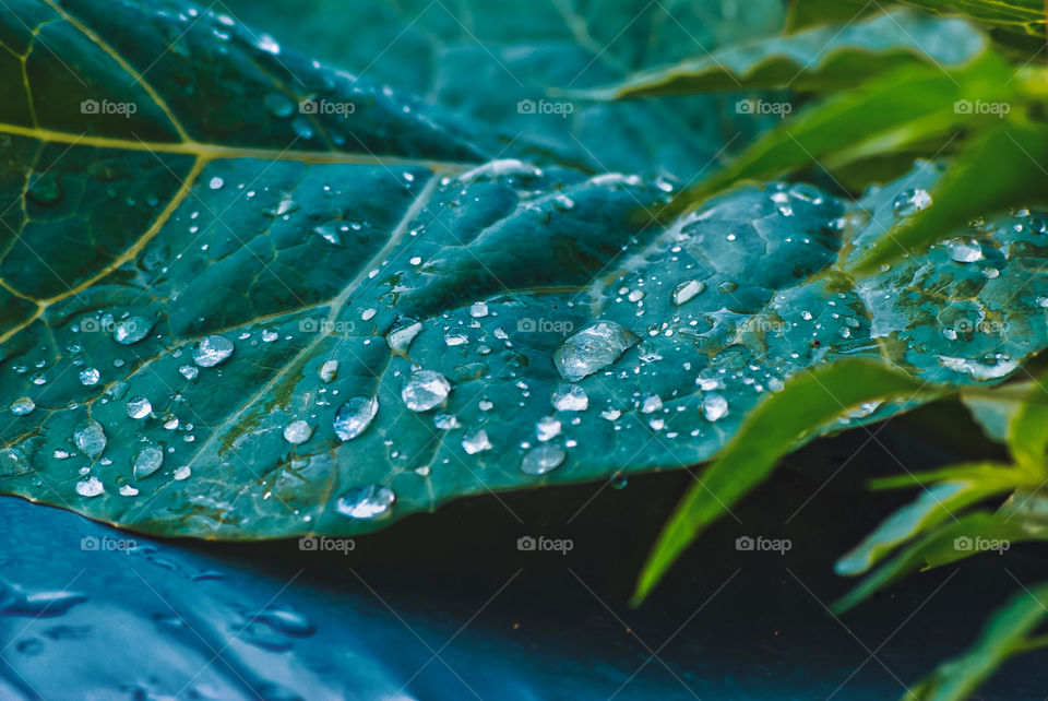 morning dew is cool and cold