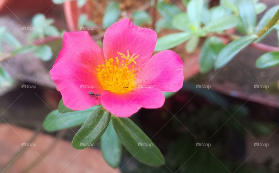 Dubai Rose