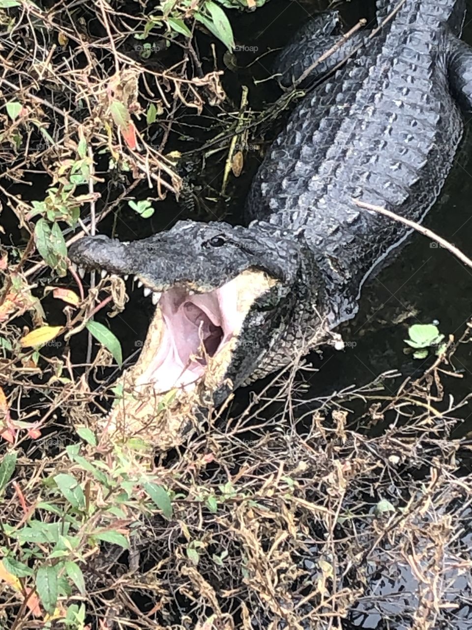Alligator 