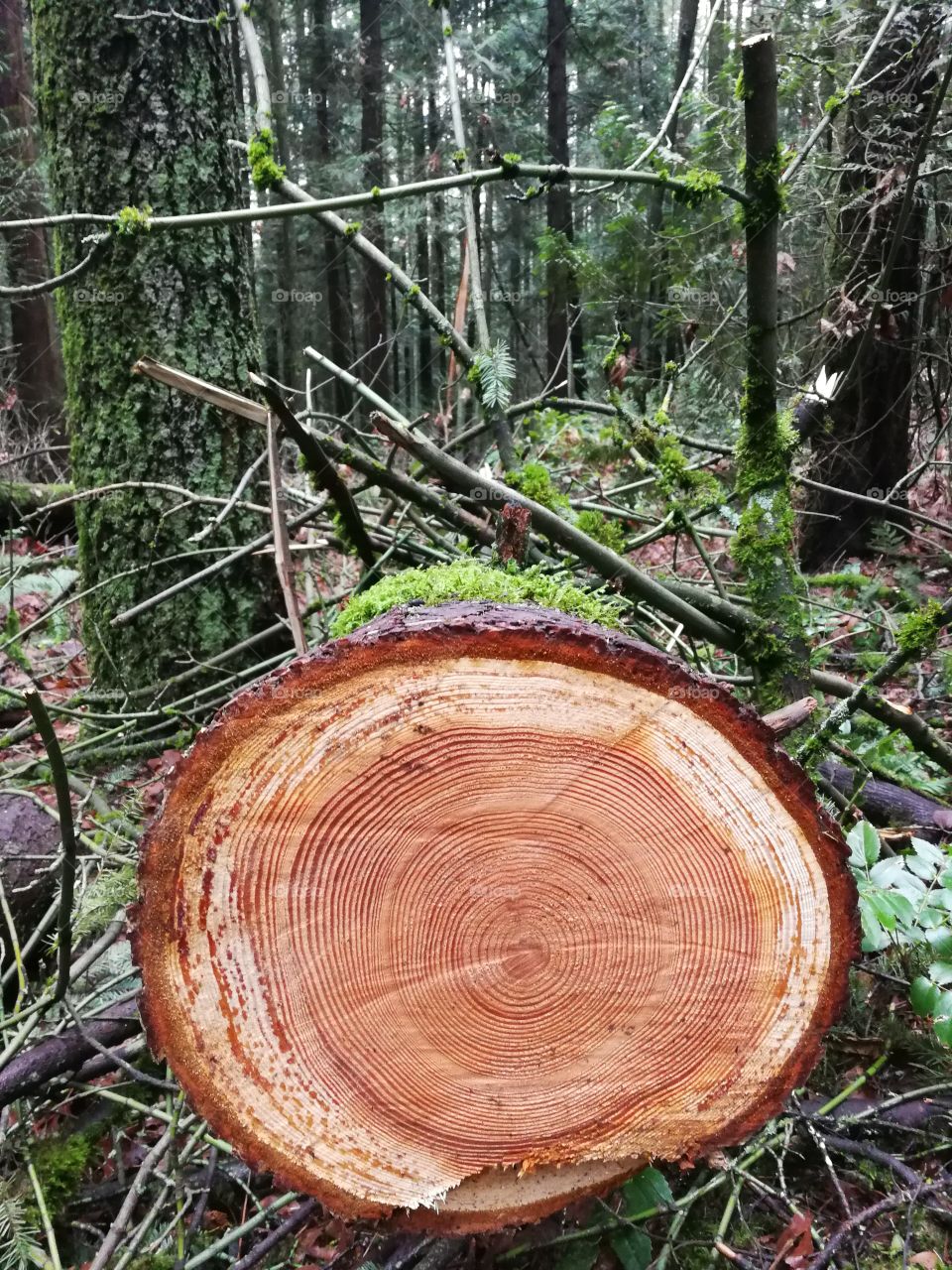Tree cut in half