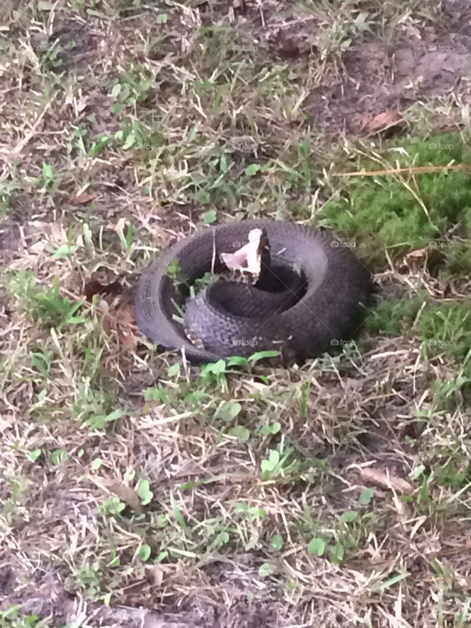 Copperhead snake ready to strike