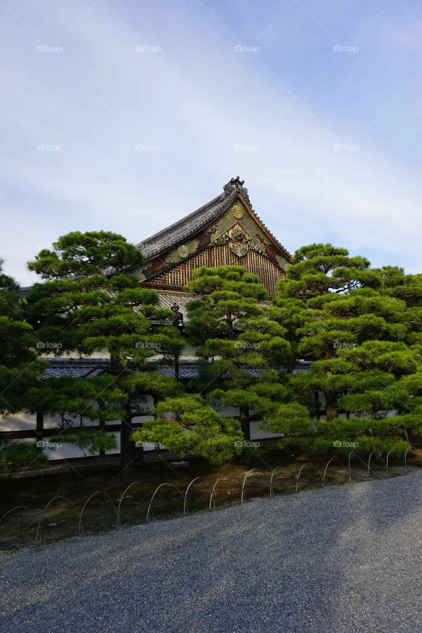 Trees surround the main living quarters of nijo castle 