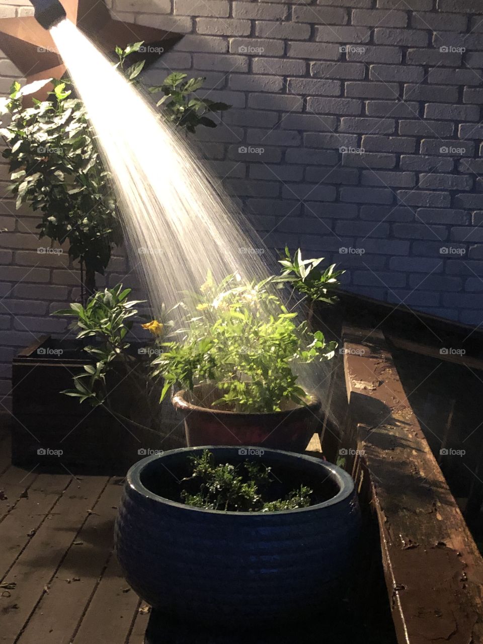 Nighttime plant watering with light and water spray
