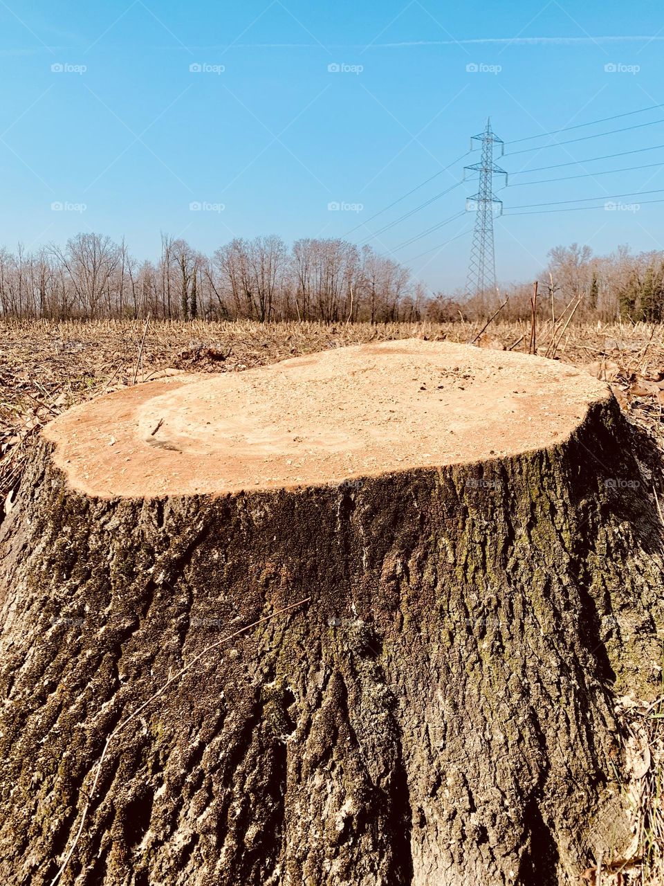 healthy old oak cut only for its proximity to the road