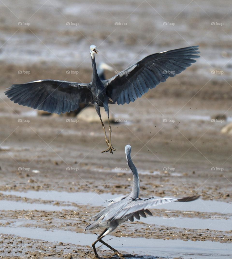 herons fighting