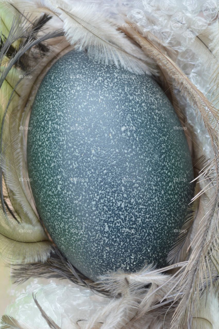a stone blue emu egg rests gently on a bed of feathers.