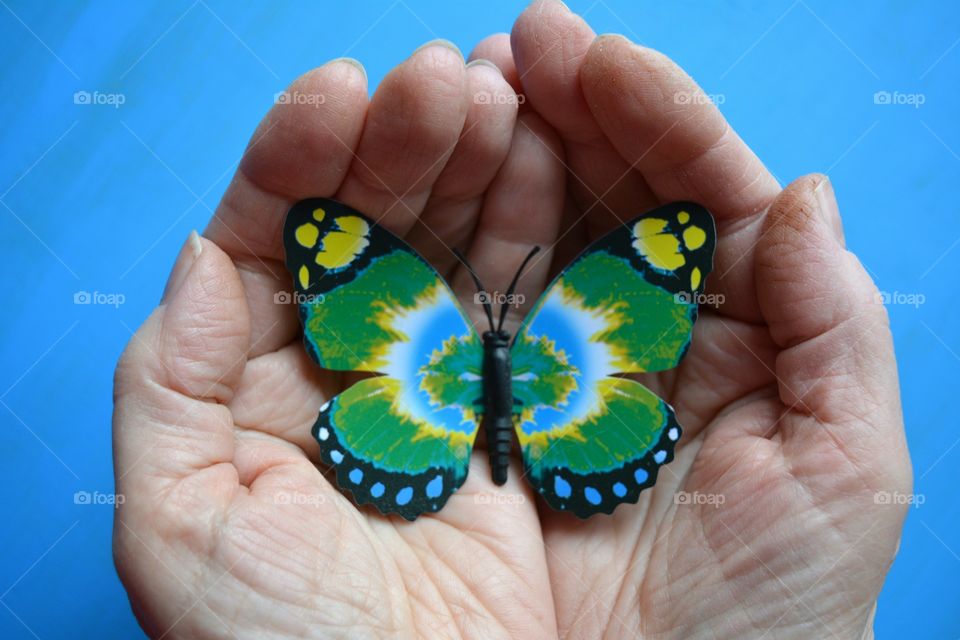 Butterfly, Nature, Insect, No Person, Hand