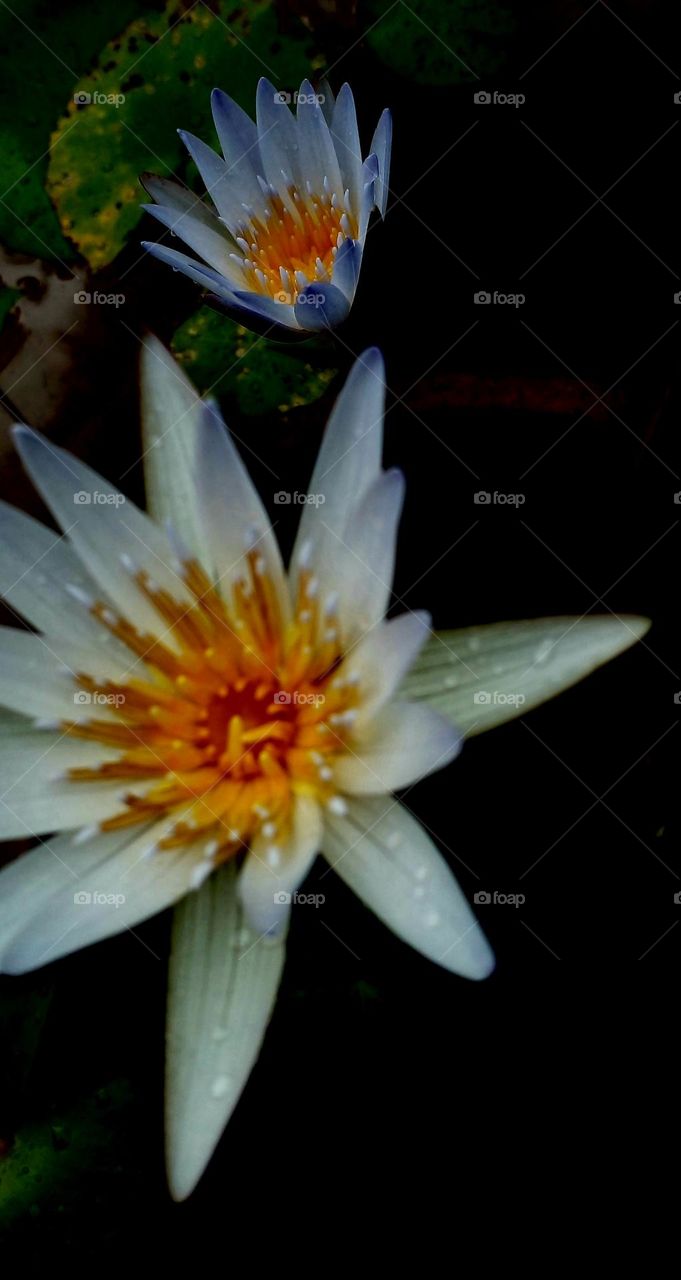 naturelove, beautiful flowers, dark picture