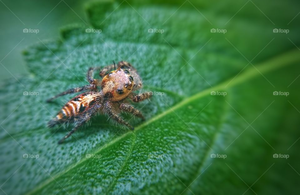 spider ready to attack