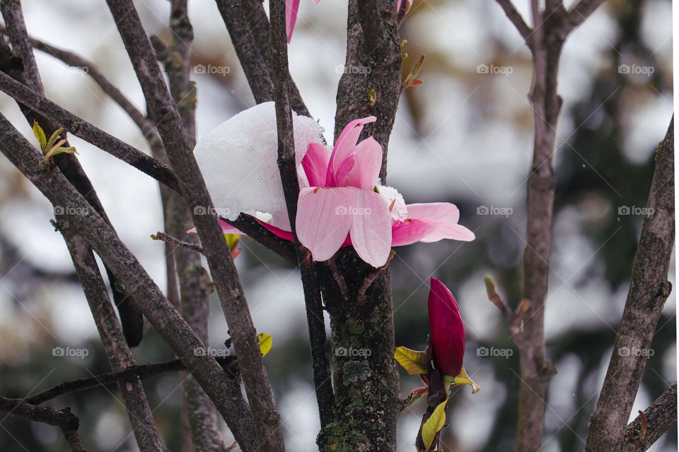 Magnolia blooming