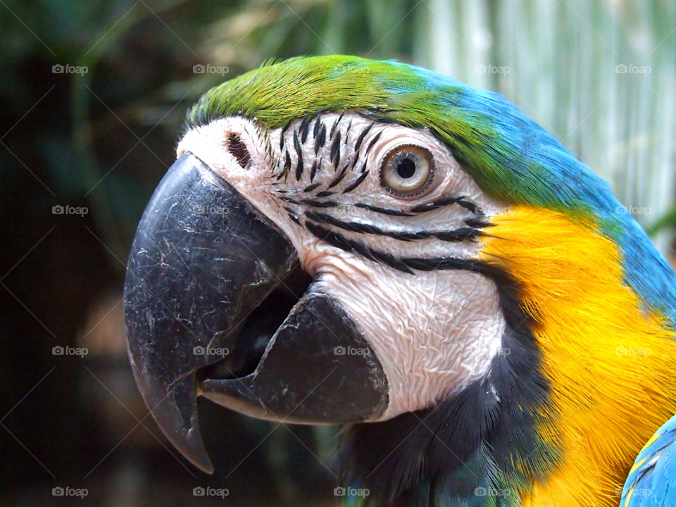 parrot portrate