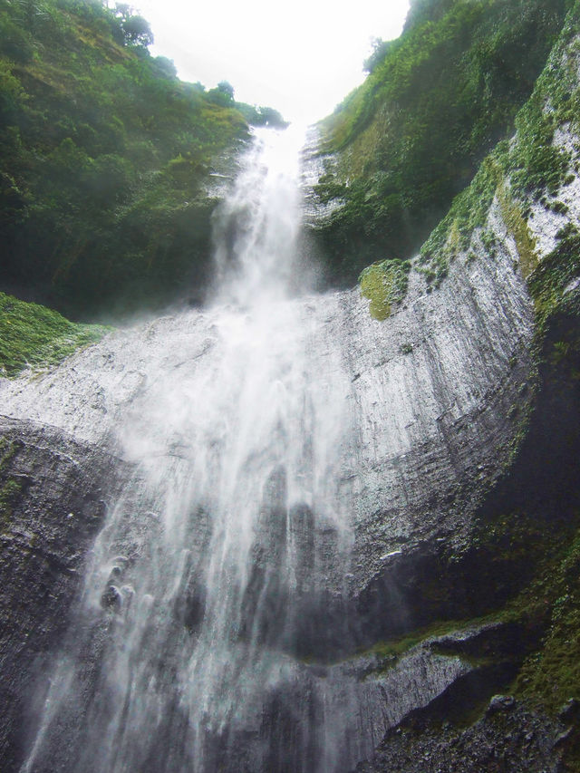 Foap Com Image Bromo Forest Stock Photo By Ahmatfauzi