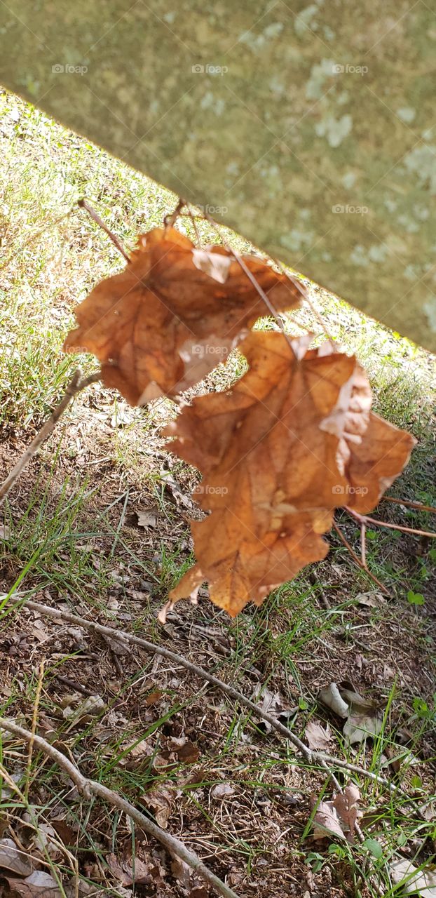 Fallen leaves getting stuck on their way to the ground.