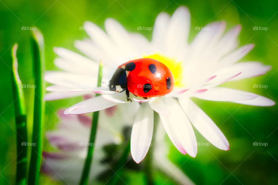 Red with black