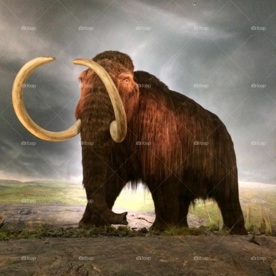 Mammoth in Canadian museum 