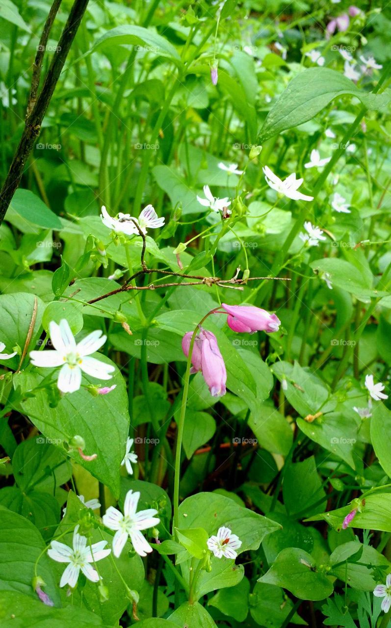 miner's lettuce and bleeding heart vine