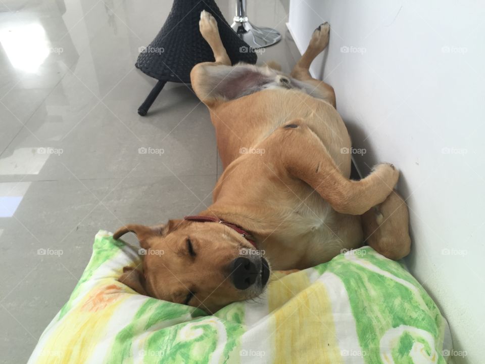 Dog, Portrait, One, Pet, Indoors