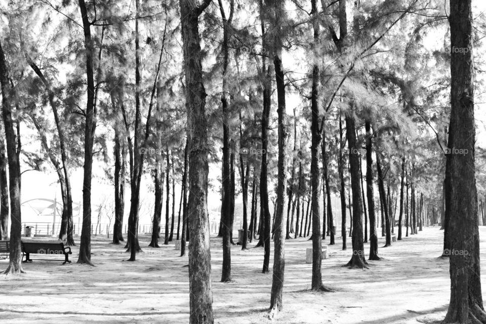 Black and white, trees, sunny day, summer, no people, 