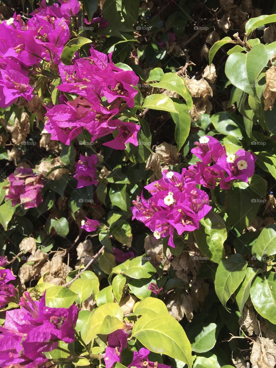 Colorful and sunny Bougainvillea 