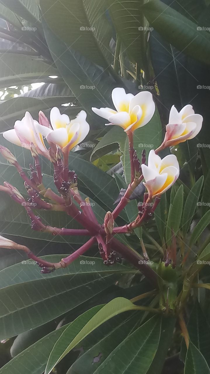 The flower very beautyfull evening click