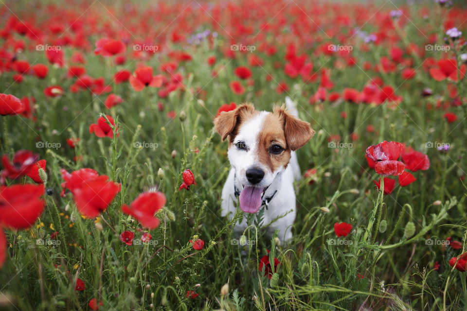 Beautiful cute small dog among the red flowers. Springtime