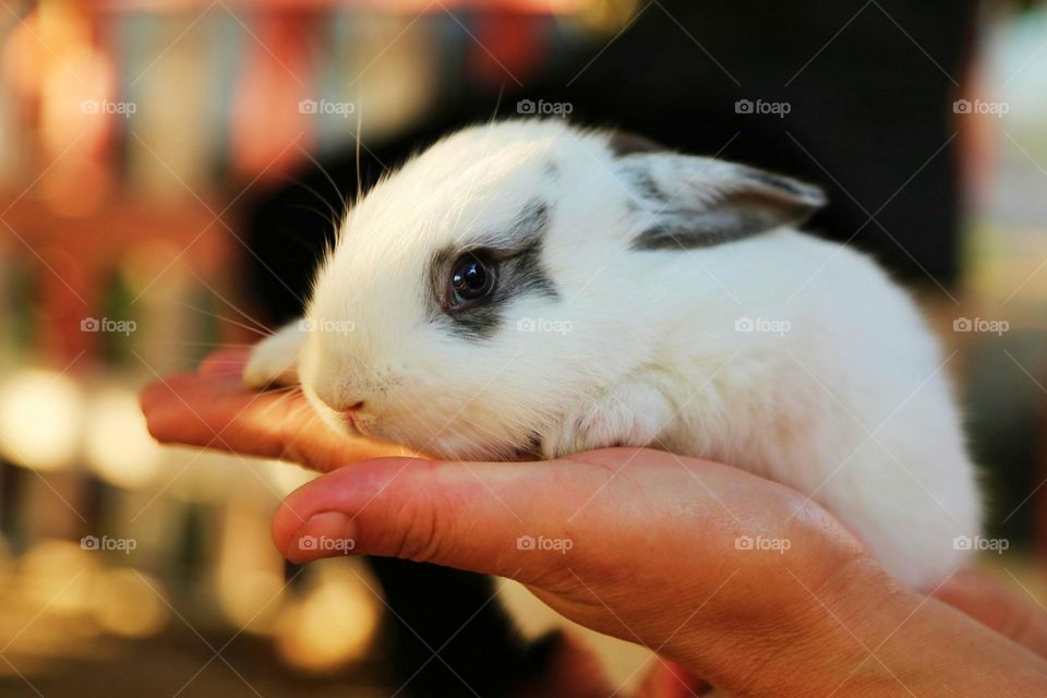 zoo rabbit
