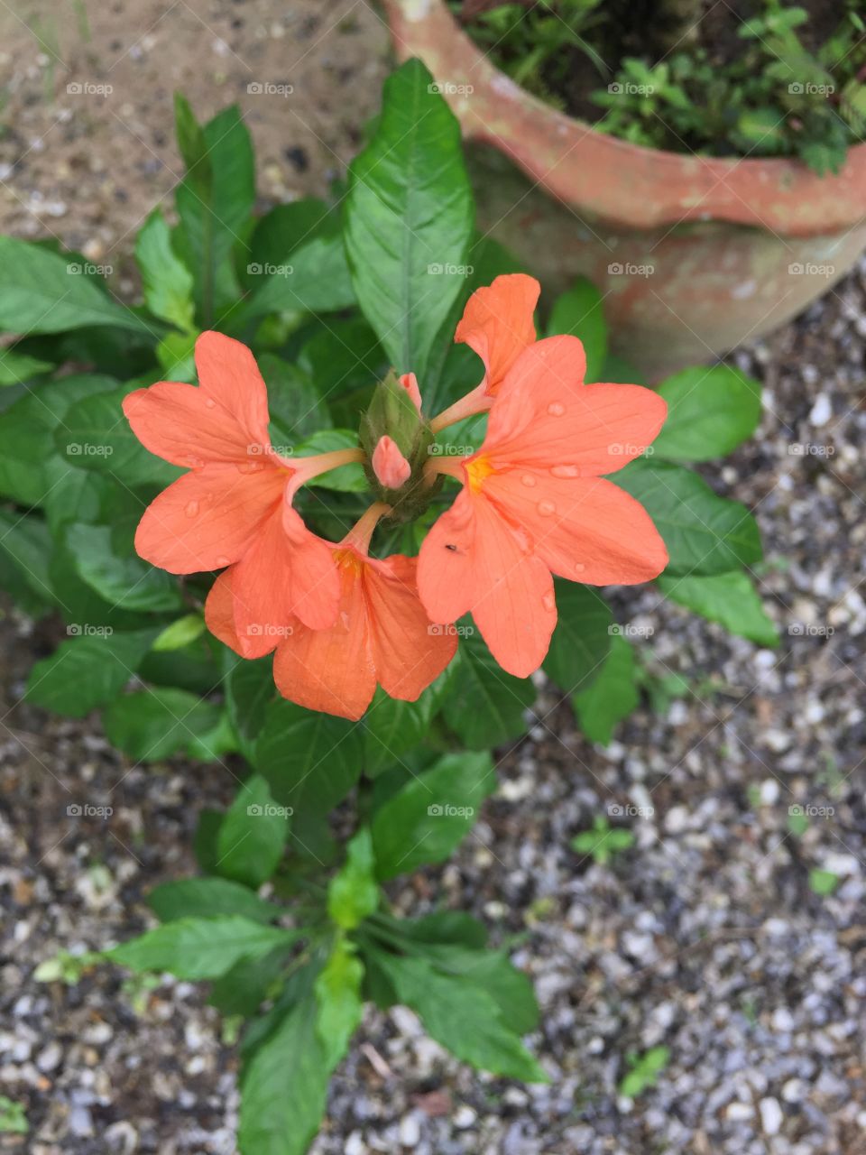 Orange flower 
