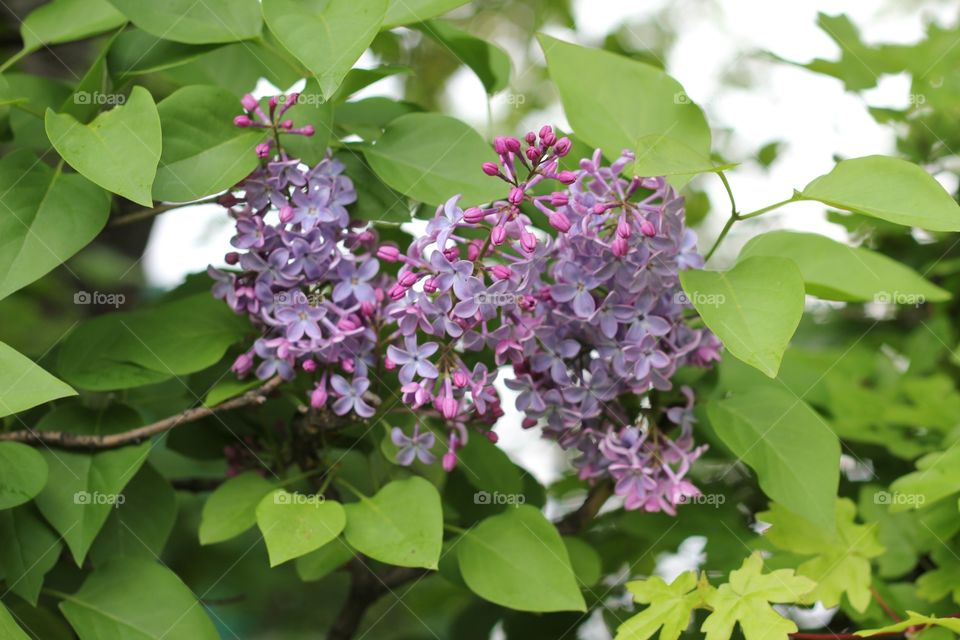 Spring flowers 