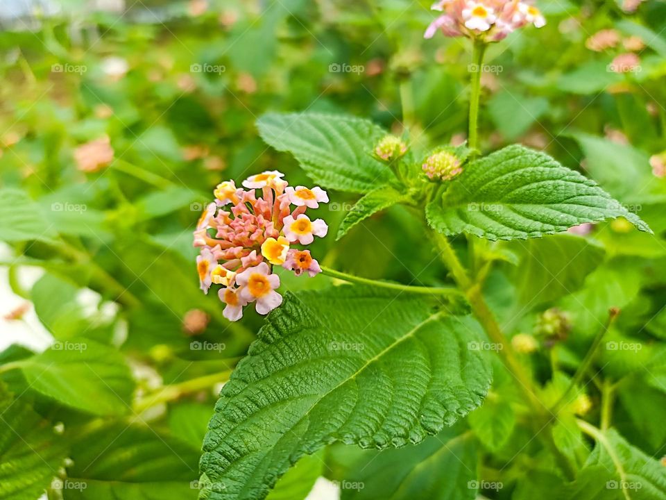 Portrait of colorful flowers growing among green leaves. The small flowers with yellow, white, and orange petals look fresh and beautiful