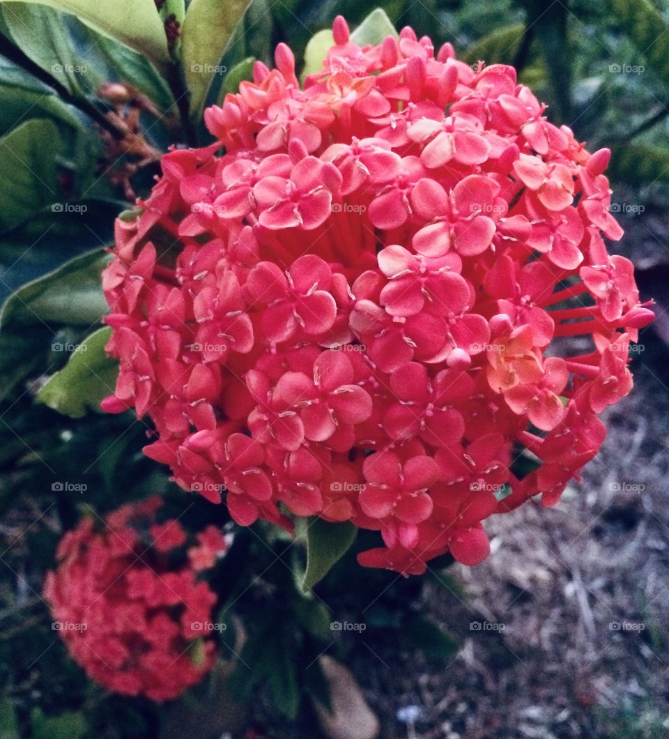 🌹 🇺🇸 Very beautiful flowers to brighten our day.  Live nature and its beauty. Did you like the delicate petals? / 🇧🇷 Flores muito bonitas para alegrar nosso dia. Viva a natureza e sua beleza. Gostaram das pétalas delicadas? 