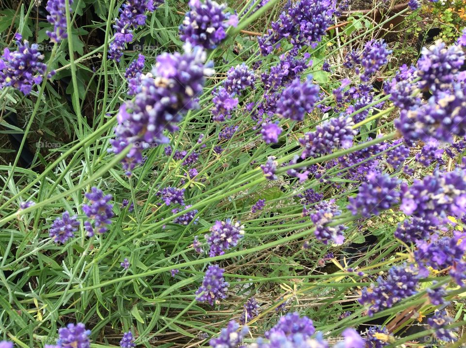 Lovely lavender