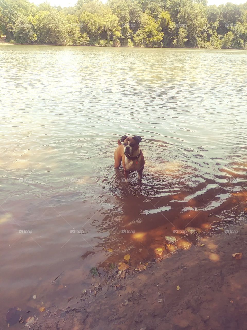 boxer going for swim in river
