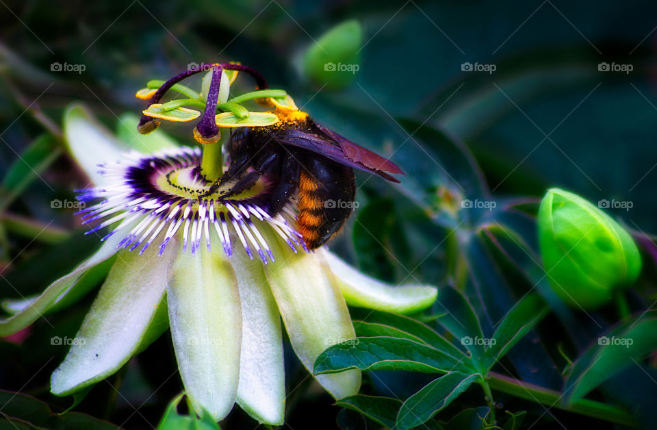 bumblebee perched on a passionflower