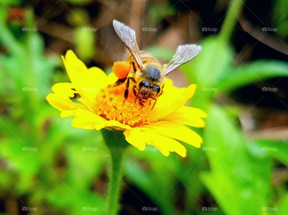 Bee