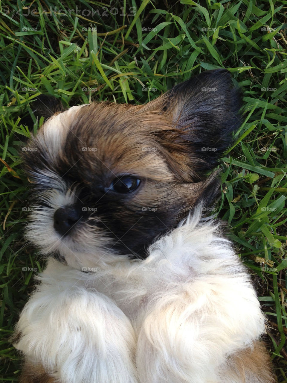 Is this the cutest puppy or what?