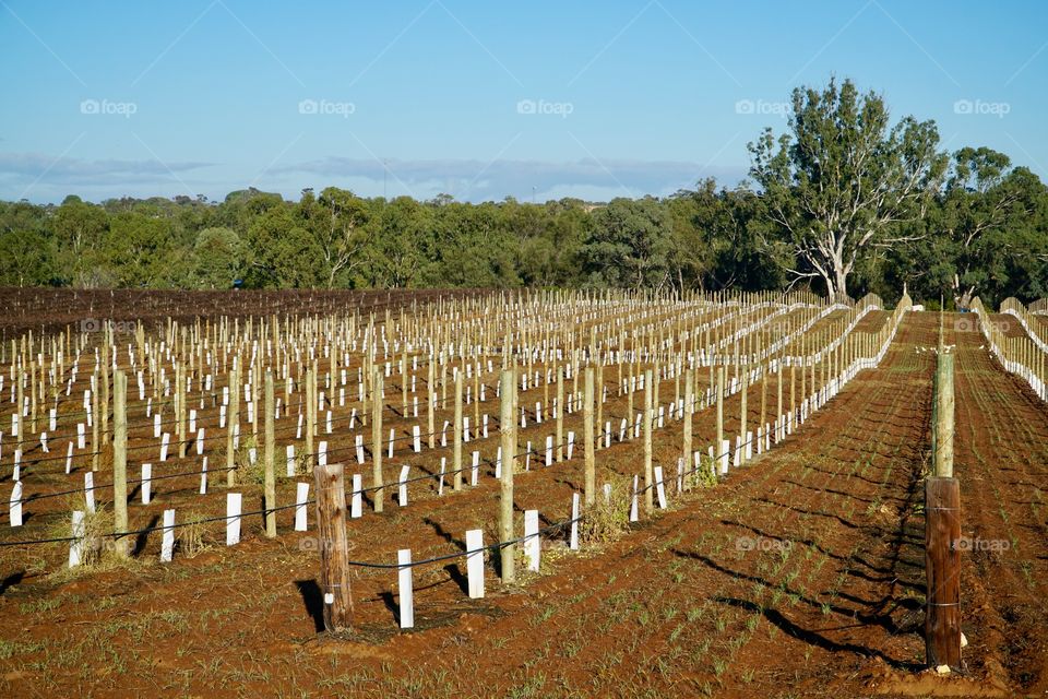 Vineyard under construction