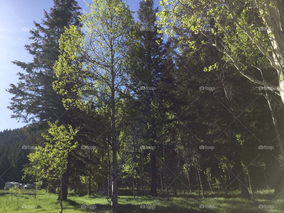 Idaho forest