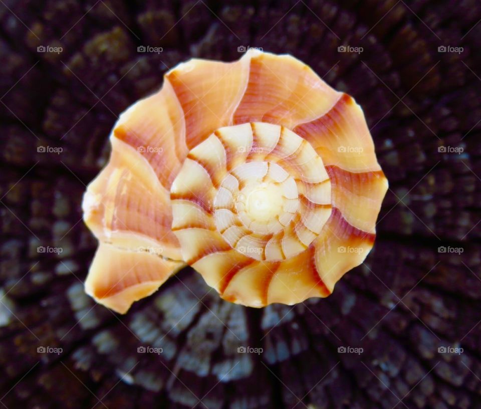 Whelk-ome To Paradise. Lightening Whelk at Bonita Beach