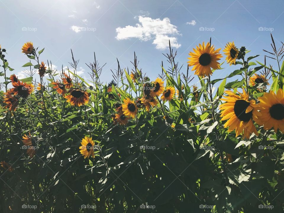Sunflower Field in Summer
