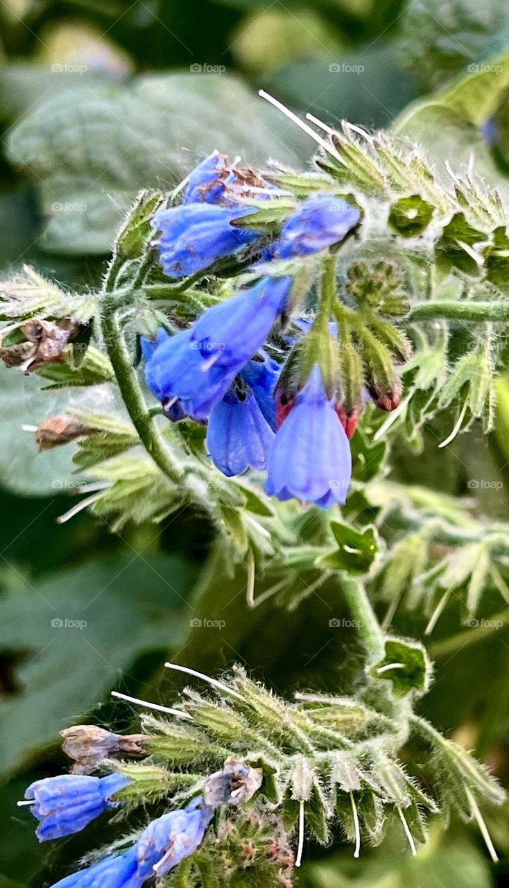 Blue comfrey Symphytum caucasicum - growing in the semi-shade at the end of a driveway between the twin lakes.