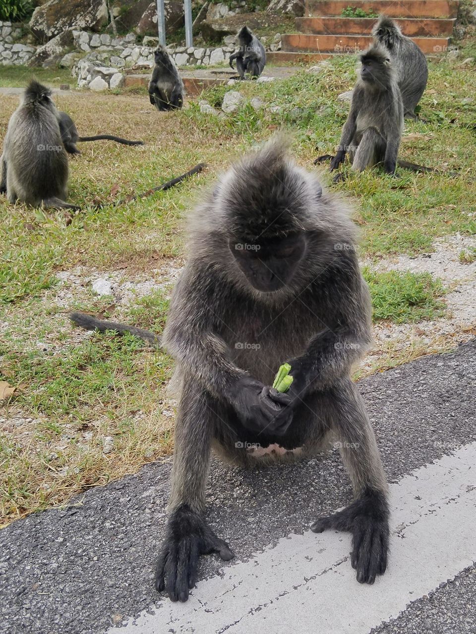 Monkey in praying!!